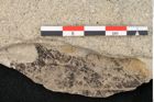 Foto (Detailansicht) von Alnus glutinosa (Linne) Gärtner (NHMW-GEO-2024-0188-15002)